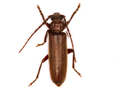 Arhopalus rusticus